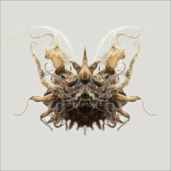 Specimens